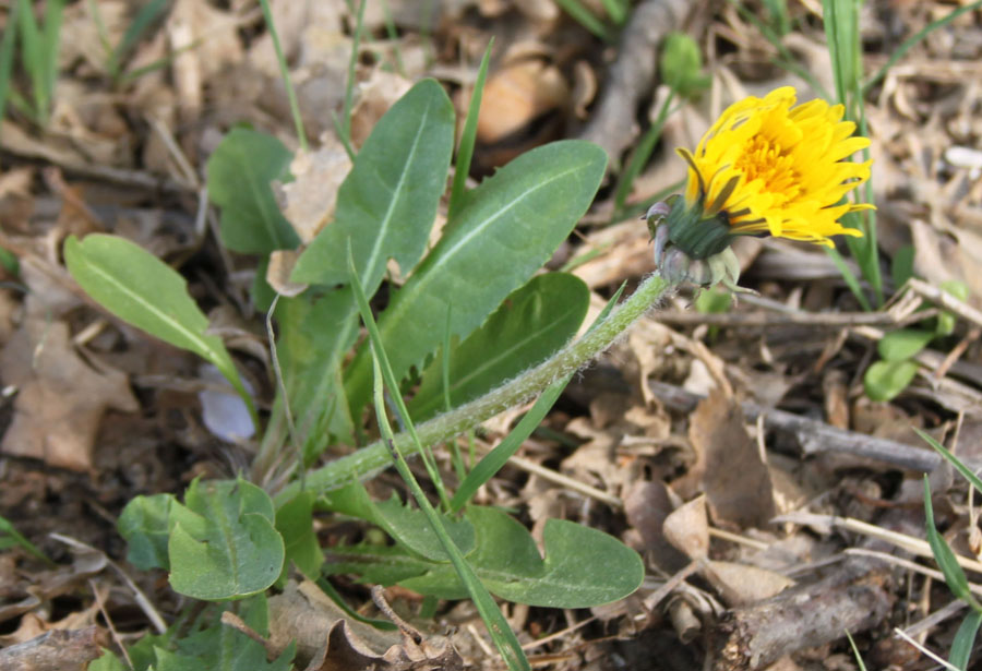 fiore giallo - Taraxacum sp.